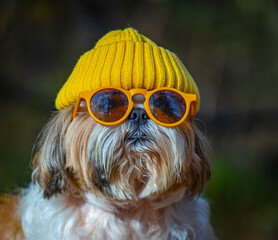 shih tzu dog with glasses and a hat in the forest in autumn