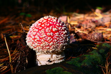 Glückssymbol Fliegenpilz
