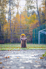 shih tzu dog in glasses and a jacket stands near the fence