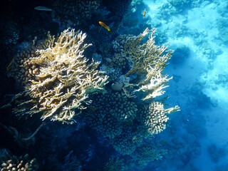 Fototapeta na wymiar coral reef life
