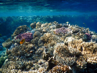 Naklejka na ściany i meble coral reef life