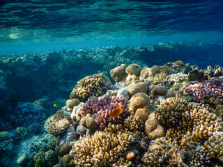 Naklejka na ściany i meble coral reef life