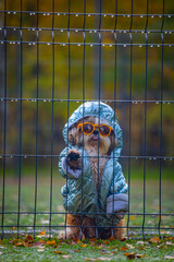  shih tzu dog in a jacket and glasses stands near the fence