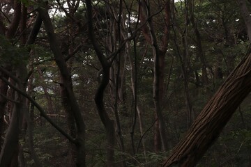 A forest with preserved natural rock formations. It's a forest where human presence is extremely...
