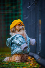 shih tzu dog in a jacket in a hat with glasses is standing near the fence