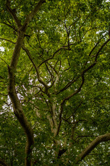 Obraz premium tree in the park