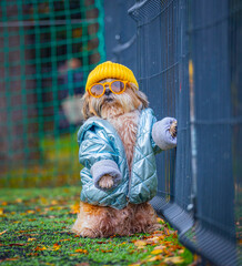 shih tzu dog in a jacket in a hat with glasses is standing near the fence