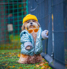 shih tzu dog in a jacket in a hat with glasses is standing near the fence