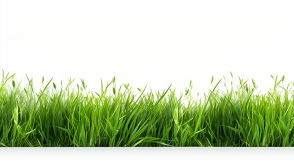 Obraz premium Isolated green moss with reeds on a white background.