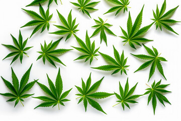Cannabis leaf isolated on white background. Top view. Flat lay.