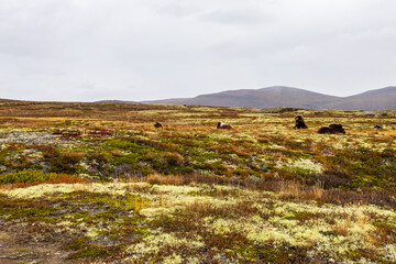 Musk Ox in Autumn in Dovrefjell National Park, Norway. Europe