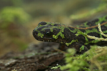 Closeup on the green Marbled newt ,Triturus marmoratus sitting on wood