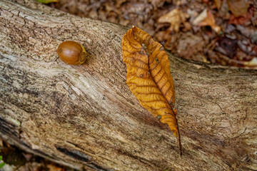 Leaf and acorn on a log