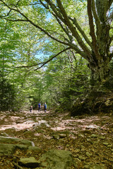 Rear view on mother with sons walking on forest