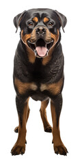 Rottweiler dog isolated from background