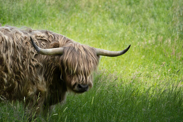 A Galloway bull