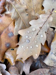 fallen brown dry oak leaves with drops