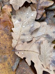 fallen brown dry oak leaves with drops