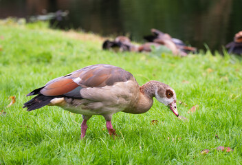 An adult Nile goose (Alopochen aegyptiaca) nibbles grass on a green meadow near water