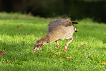 An adult Egyptian goose (Alopochen aegyptiaca) nibbles grass on a green meadow near water