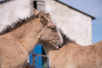 A beautiful thoroughbred horse in a paddock on a farm on a spring day.