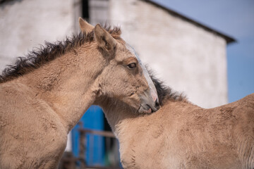 A beautiful thoroughbred horse in a paddock on a farm on a spring day.