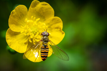 Fliege