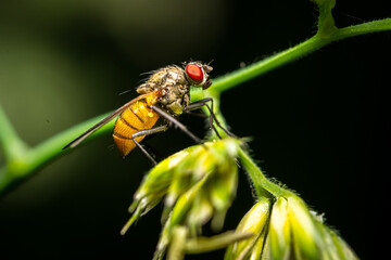 Fliege