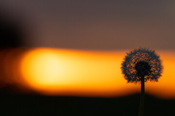 dandelion 