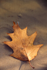 An oak leaf fallen into the water. Autumn.