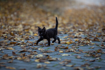 Schwarze Baby Katze im Herbst