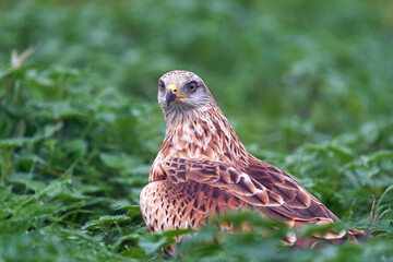 Red kite (Milvus milvus)