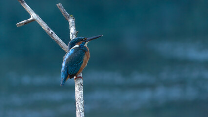 European kingfisher  (Alcedo atthis) Martin pescatore europeo