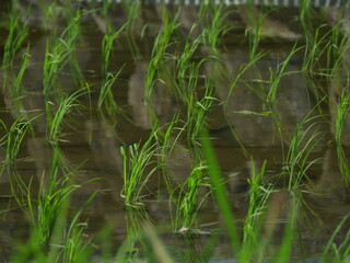 田植えしたばかりの稲