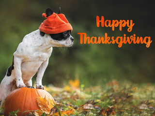 Happy Thanksgiving. Lovely puppy and congratulatory inscription. Clear, sunny day. Closeup, outdoor. Congratulations for family, relatives, loved ones, friends and colleagues. Pets care concept