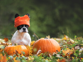 Cute puppy and bright pumpkins on a clear, sunny day. Closeup, outdoors. Day light. Concept of...