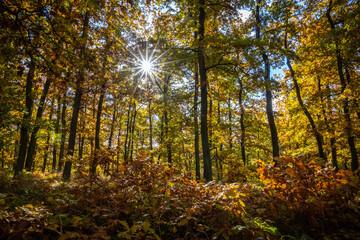 Amazing colorful sunny day in autumnal forest with golden leaves under blue sky