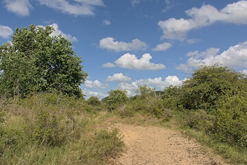 Obraz premium Sunny hiking trail through the dunes with trees and shrubs of `De Westhoek` nature reserve on a suny summer day , De Panne, Belgium