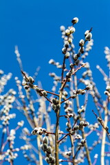 Young willow shoots close-up against the blue sky in spring