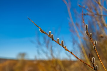 Young willow shoots close-up against the blue sky in spring
