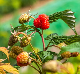 Raspberry berry close-up on a branch in summer