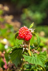 Raspberry berry close-up on a branch in summer