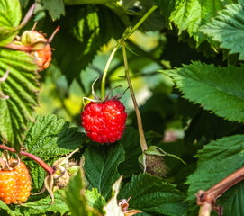 Raspberry berry close-up on a branch in summer