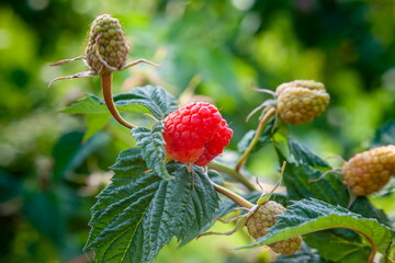 Raspberry berry close-up on a branch in summer