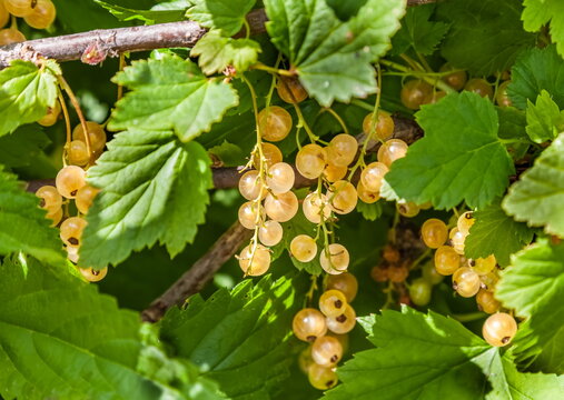 Bunches of white currant berries close-up on a branch in summer