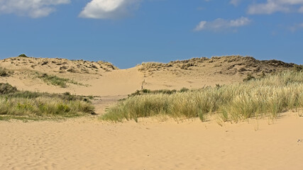 Dunes with grass and shrubs on a sunny day under a blue sky in De Westhoek nature reserve, De Panne, Flanders, Belgium
