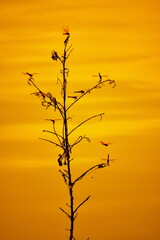 Dragonfly on Westlake, Hanoi under the sunset