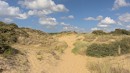 Dunes with grass and shrubs on a sunny day under a blue sky in De Westhoek nature reserve, De Panne, Flanders, Belgium