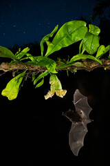 Common Long-tongued Bat (Glossophaga soricina) adult feeding at night from flower nectar, Costa Rica - stock photo