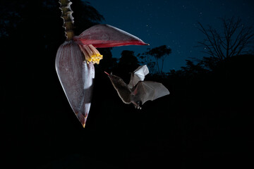 Common Long-tongued Bat (Glossophaga soricina) adult feeding at night from flower nectar, Costa...